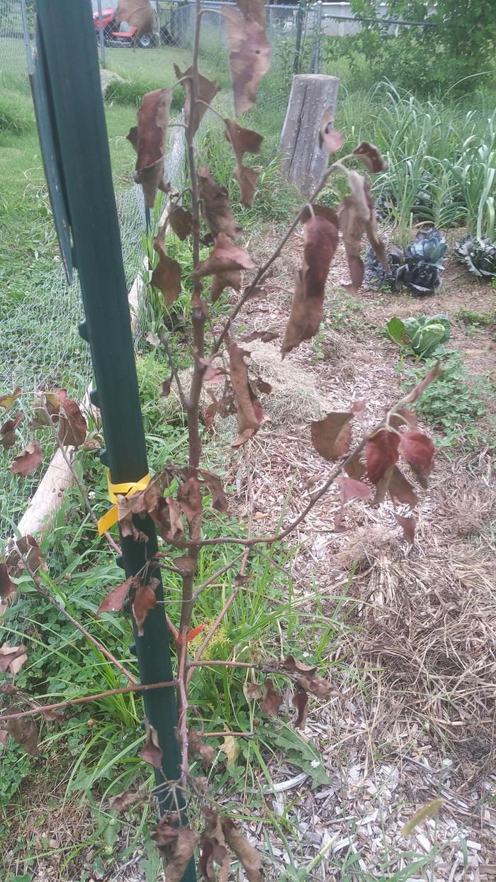 Honeycrisp tree