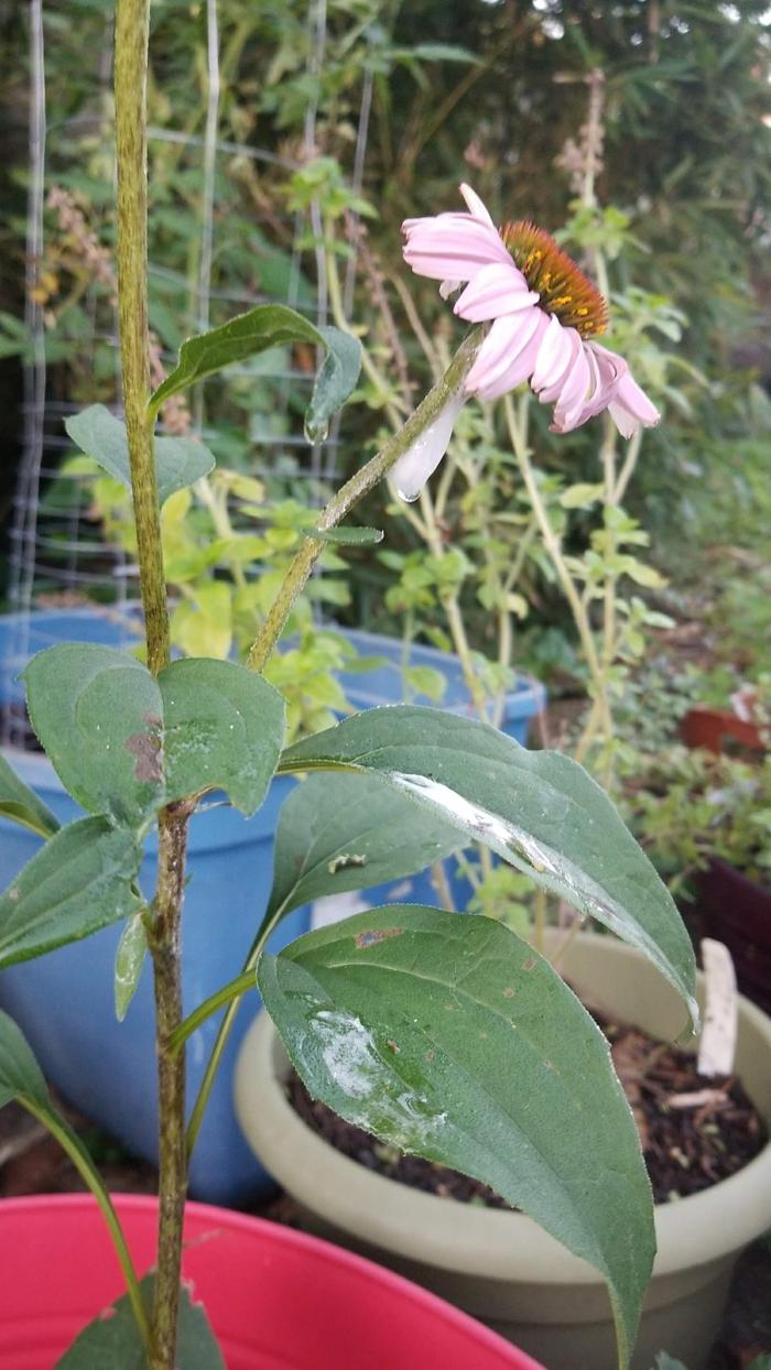 [Thumbnail for PHOTO_20180821_072045.jpg]