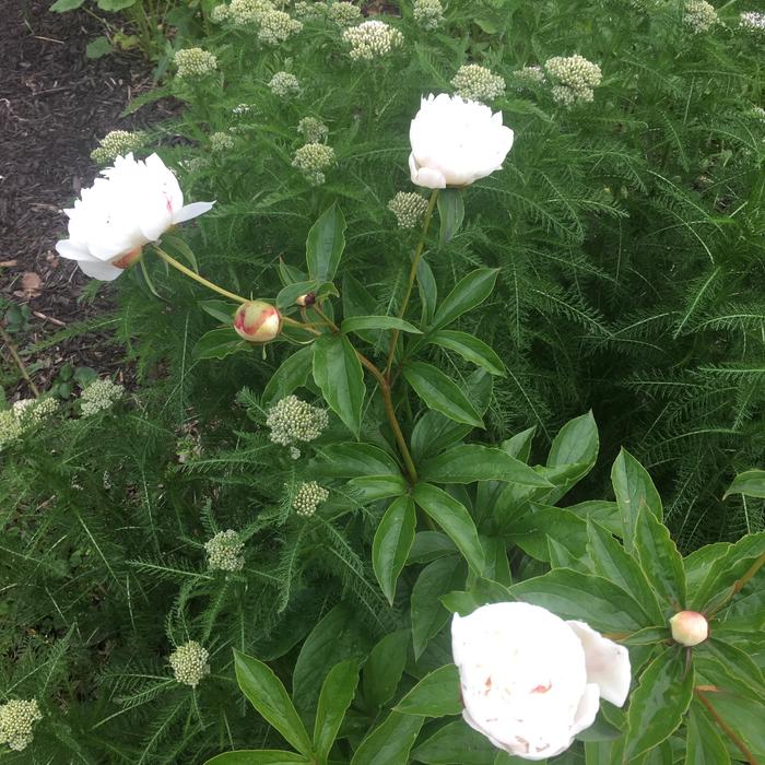 First blooms on peonies that were planted last year