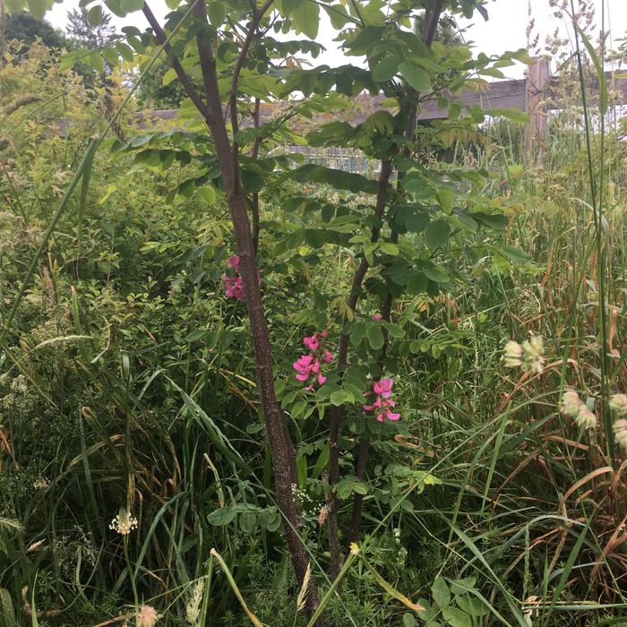 First flowers on the purple robe locust