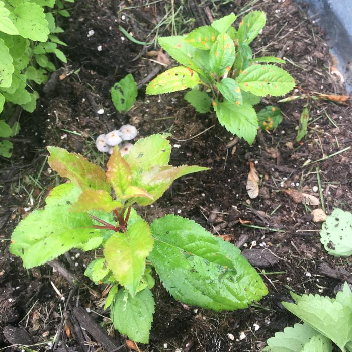 Kazakhstan Apple Seedlings2