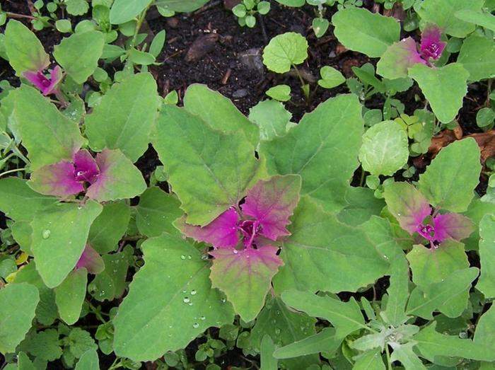 Chenopodium amaranticolor emerging annually with our regular lambsquarter in the garden