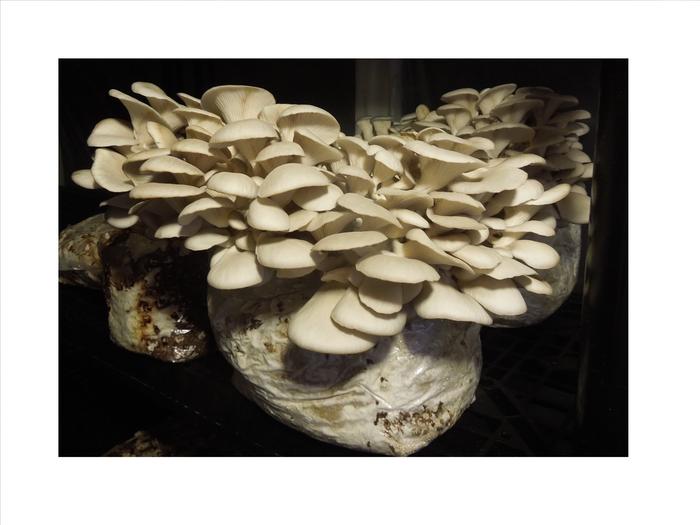 [Thumbnail for white-oyster-blocks-fruiting-on-shelf-Copy.JPG]