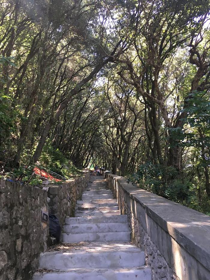 trees that grows on Capri Island, Italy