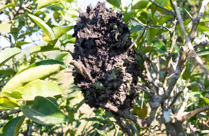 [Thumbnail for Lemon-tree-aphid-farm.jpg]