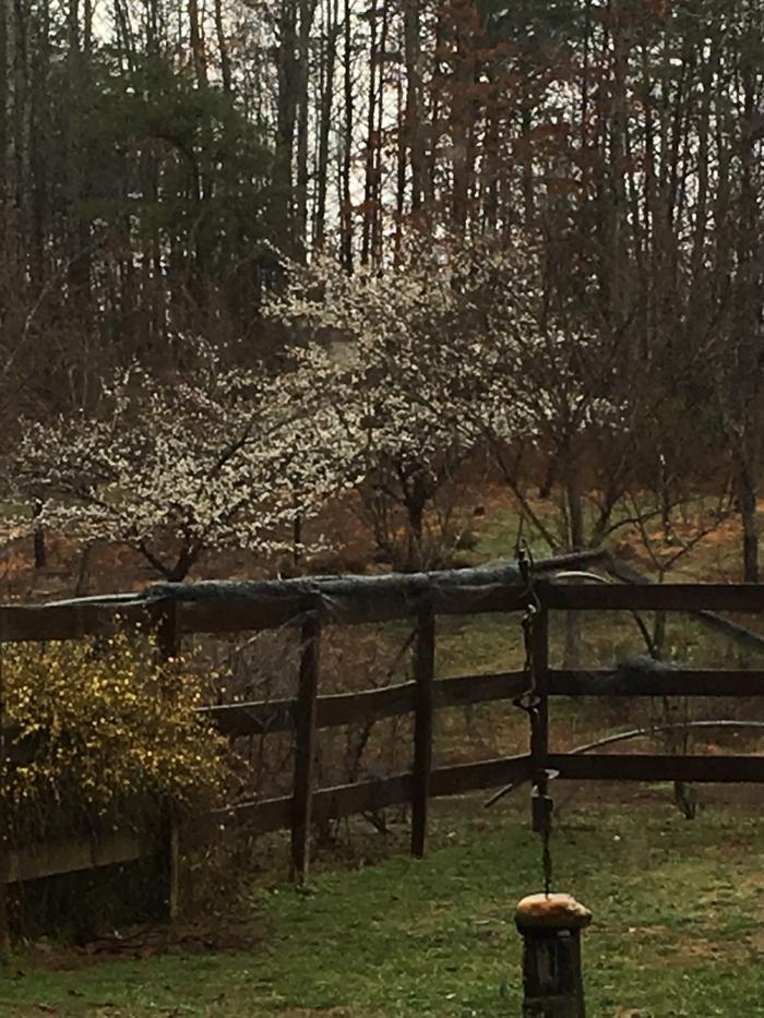 [Thumbnail for E36AE339-4092-4D76-A024-9FA1A0E62375.jpeg]