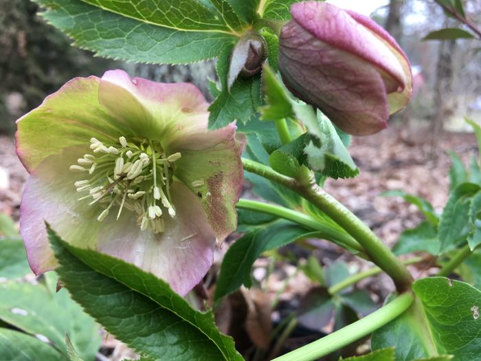 [Thumbnail for 5C85CA67-F307-417E-948C-03B7FC4925B3.jpeg]