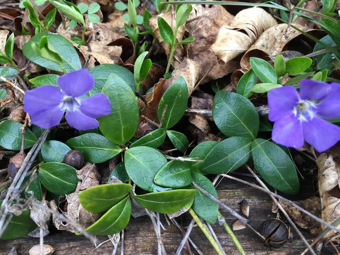 [Thumbnail for E4B1E421-5E17-45CB-97C2-680039B7EB1C.jpeg]