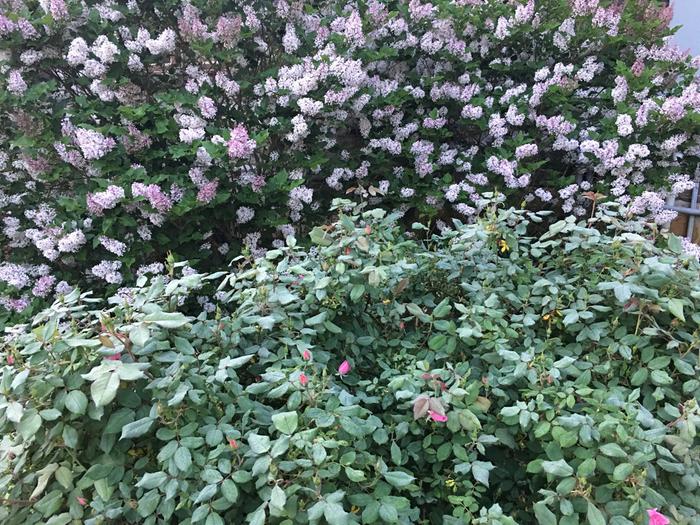 [Thumbnail for 9128B6F6-B4C8-4213-96B1-197D268C6AA3.jpeg]