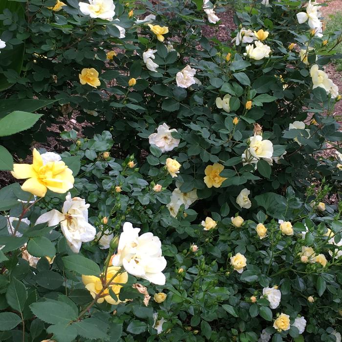 [Thumbnail for 1DC05963-E837-4E54-8DF8-B6E707811A34.jpeg]