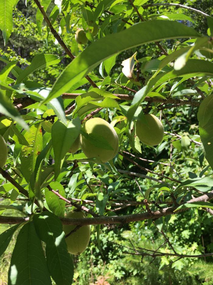 [Thumbnail for 2C93CF04-68AE-45E0-9C29-F479637D8127.jpeg]