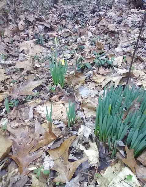 [Thumbnail for jonquils.jpg]