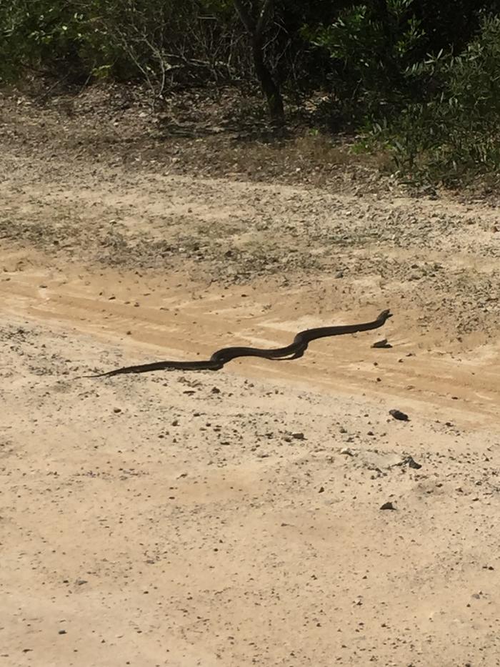 An eastern brown snake on a dirt road