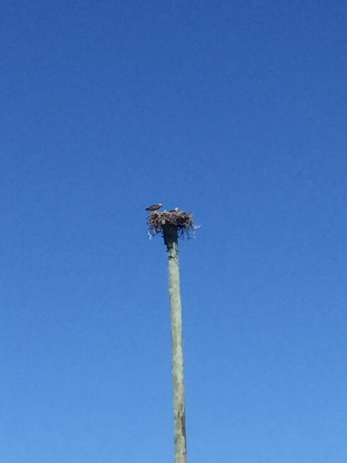 A white bellied sea eagle feeding eaglets in a nest