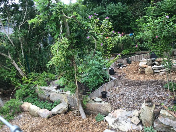 Strawberry beds and view of wisteria and rose of sharon that we left when weeding the jungle that was in this foundation before (it was absolutely wild)