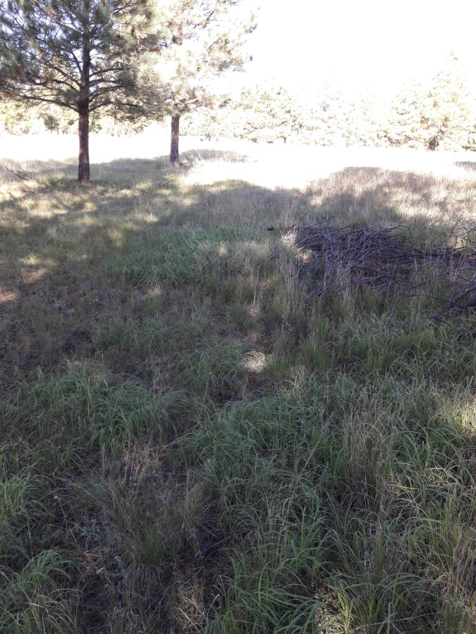 [Thumbnail for Summer-rains-continue-front-yard-ground-cover-brush-berms-Sept-2018.jpg]