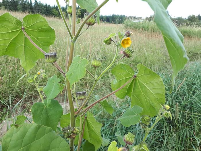 Velvetleaf Abutilon theophrasti plant identification