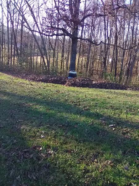 fallen leaves in mounds under trees for mulch