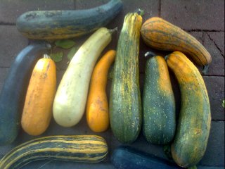 [Thumbnail for zucchini-landrace.jpg]