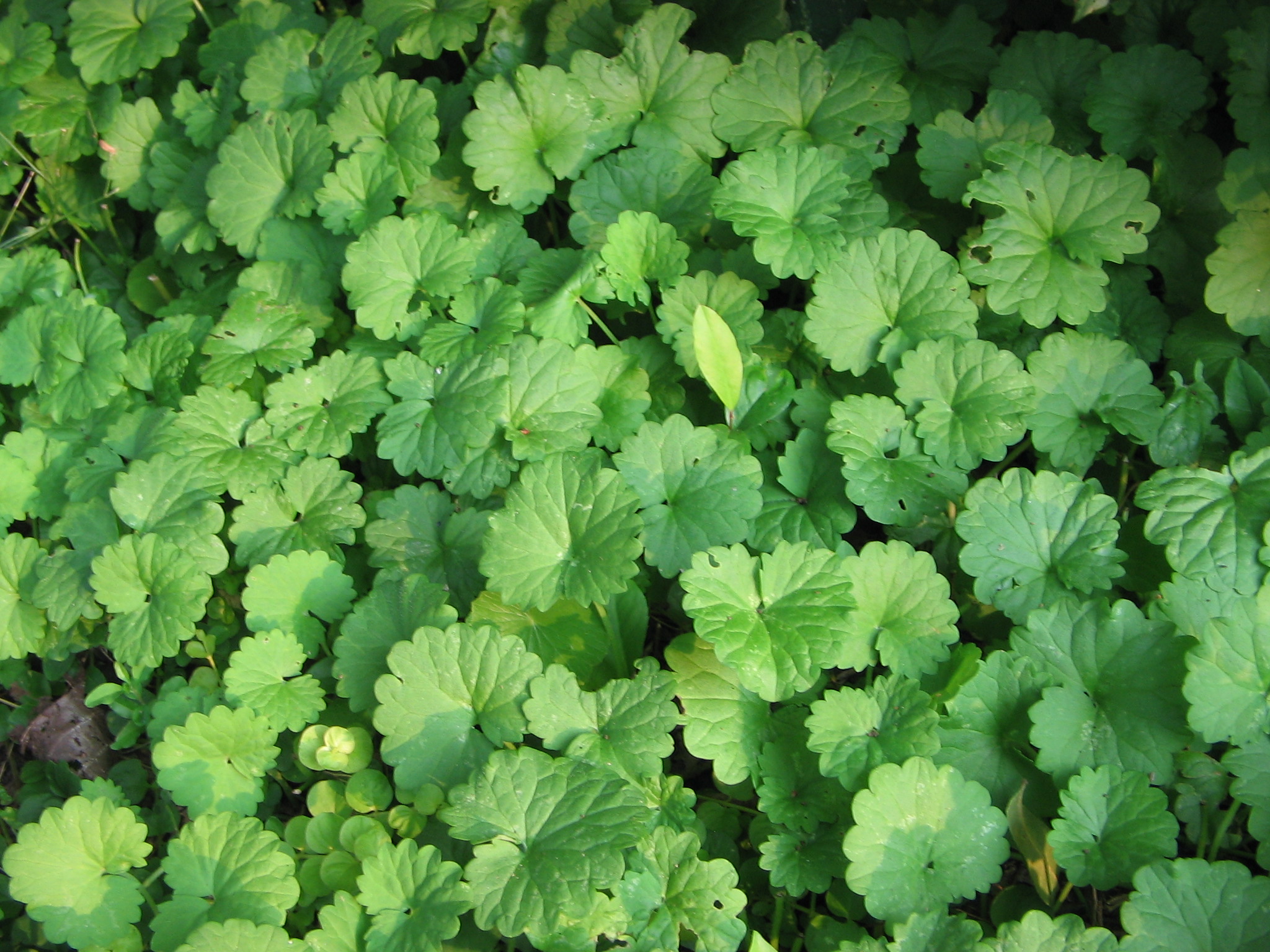 Creeping Vine Identification
