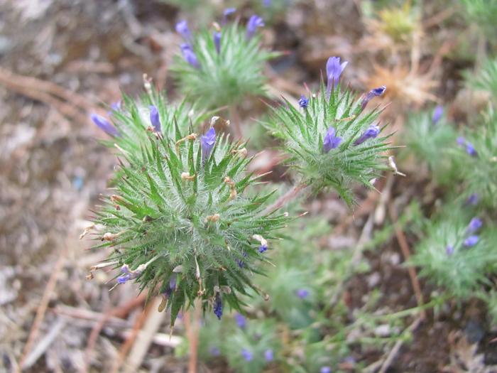 Navarretia