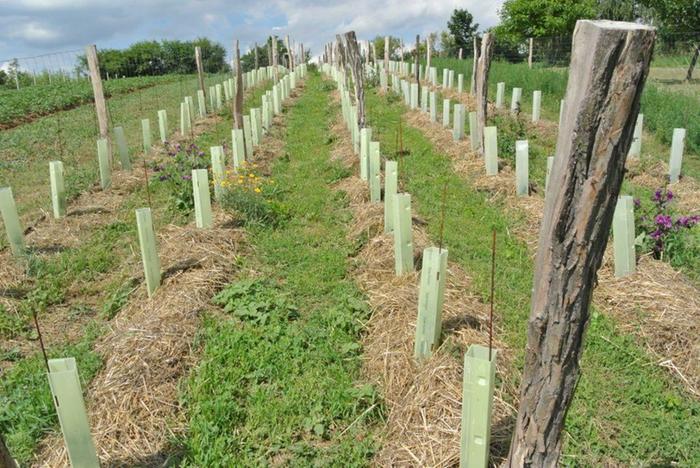 mulching of planted vines with straw..