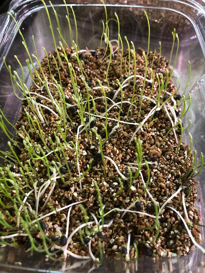 seedlings