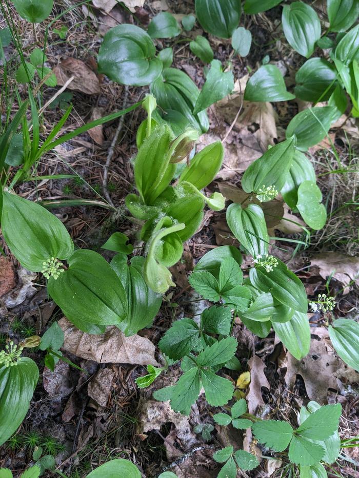 Wild orchids 