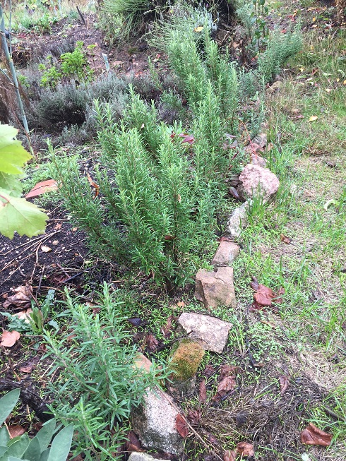 [Thumbnail for rosemary-hedge-2019.jpg]