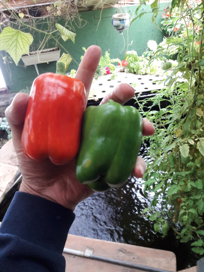 [Thumbnail for Yum-Belle-peppers-picked-with-snow-outside-pajjamas-in-greenhouse-10-15-18.jpg]