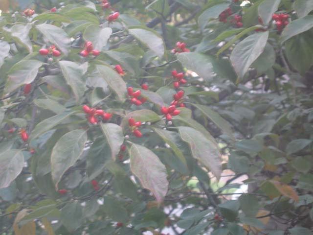 [Thumbnail for berries_close.jpg]