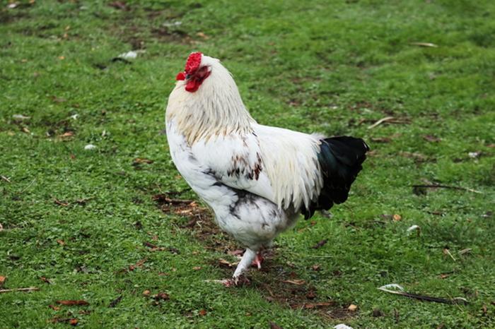 black and white rooster green lawn