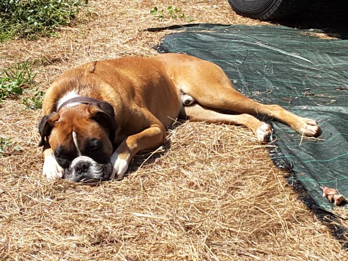 napping dog