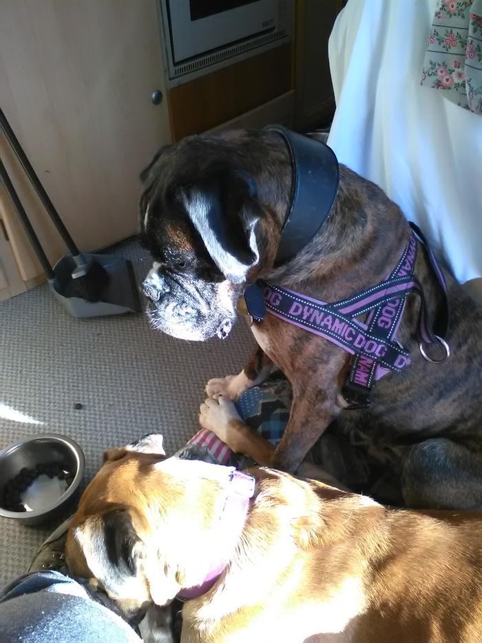 sad dogs with almost empty food bowl