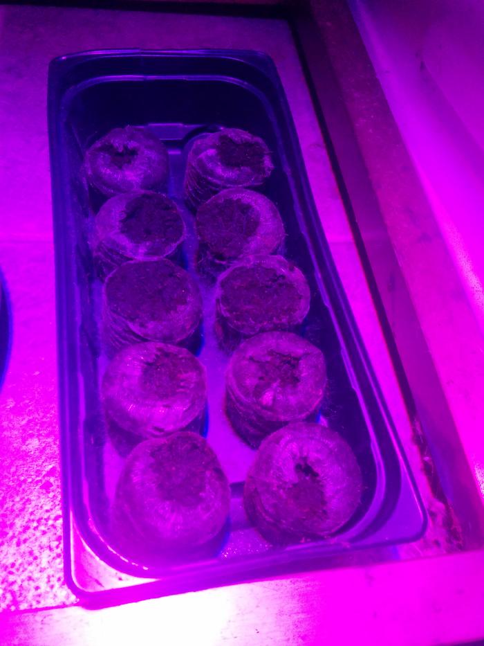 Day 3, fungal growth on peat pellets.