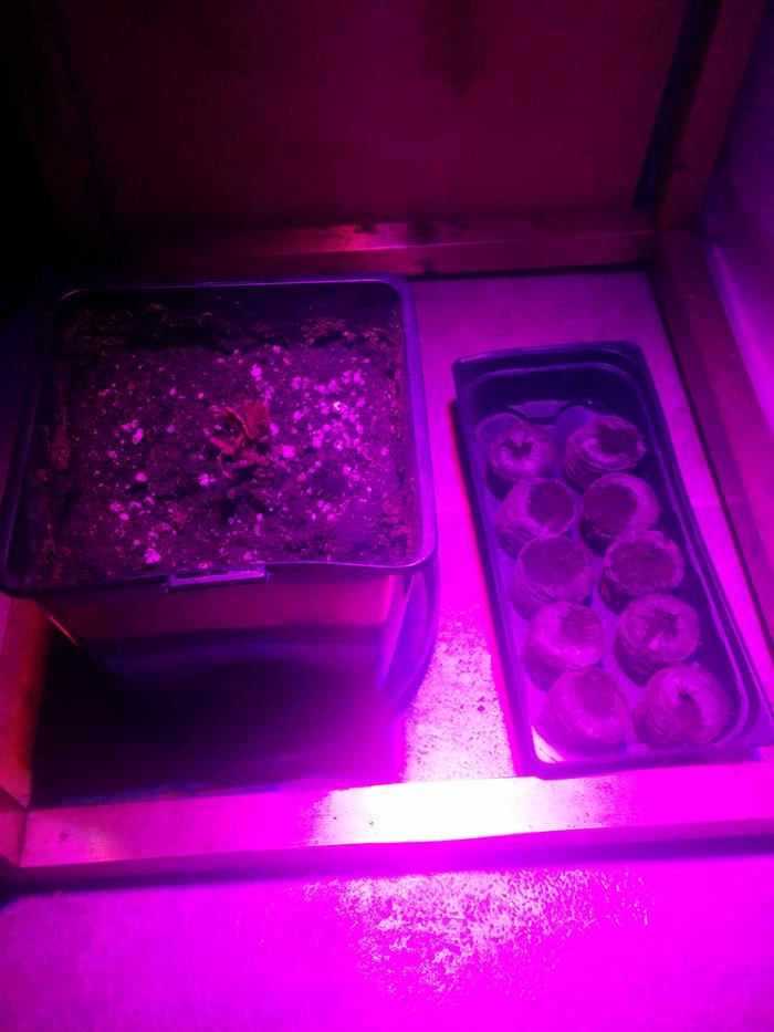 Day 3, fungal growth gone, beet greens growing well.