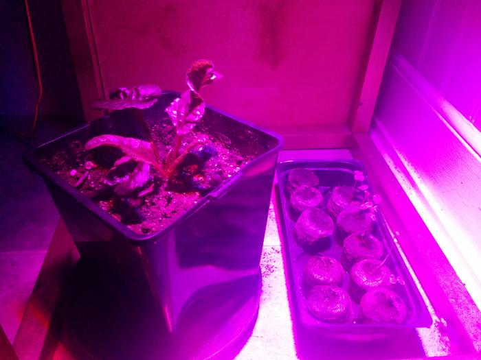 big leaves 2 weeks