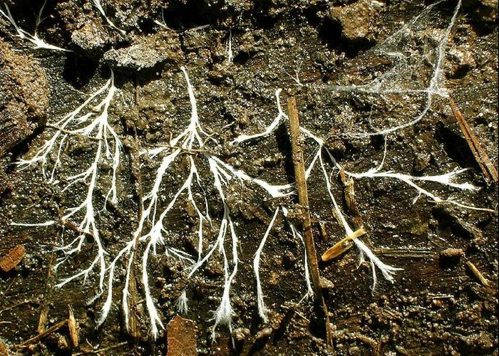 [Thumbnail for MYCELIUM-Rhizomorphs-_aka-mycelial_cords-_TheAlphaWolf-_WikiMedia.org.JPG]