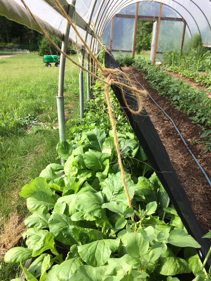 [Thumbnail for IMG_7478.JPG]