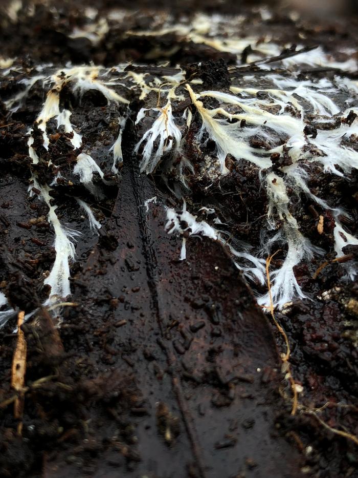 [Thumbnail for 16F6C30F-A693-41D6-B415-515B1AC105BB.jpeg]