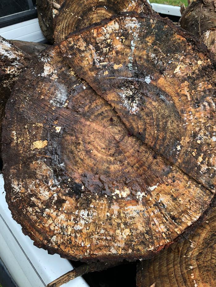 [Thumbnail for F65A4FDD-232B-4DF1-B134-FC90C81F3FB8.jpeg]