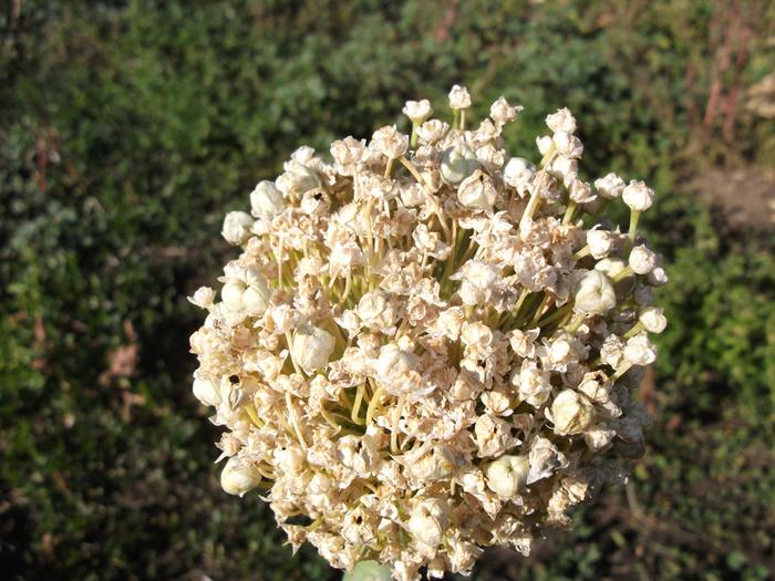 [Thumbnail for onion-seed-ready-to-harvest.jpg]