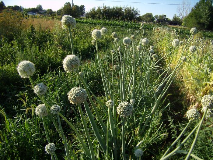 [Thumbnail for onion-flowers-2016.jpg]