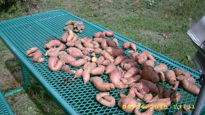 Beauregard sweet potatoes from that first harvest.