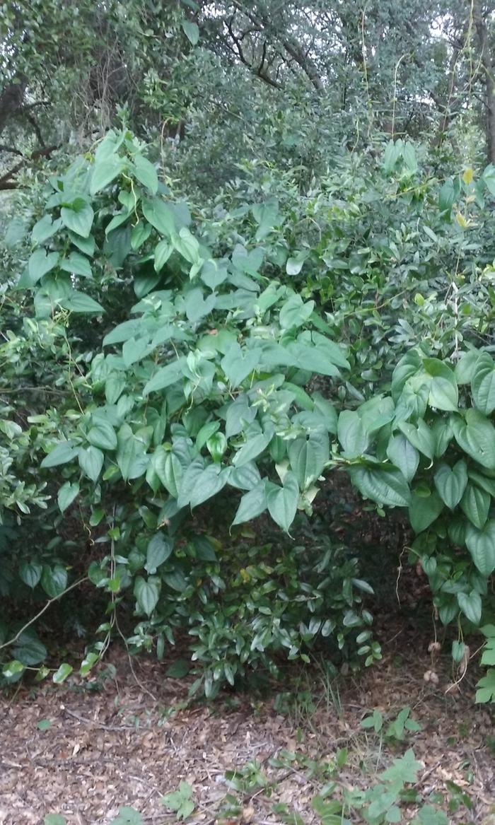 sweet potato foliage leaves vines