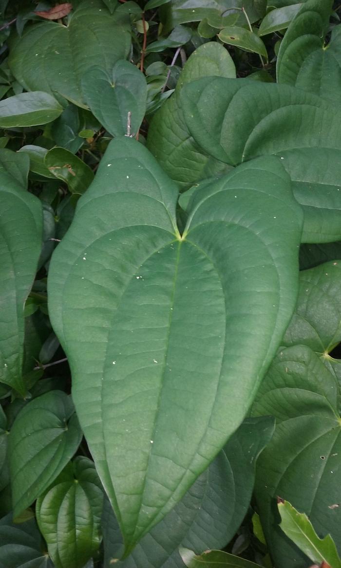 yam leaves foliage