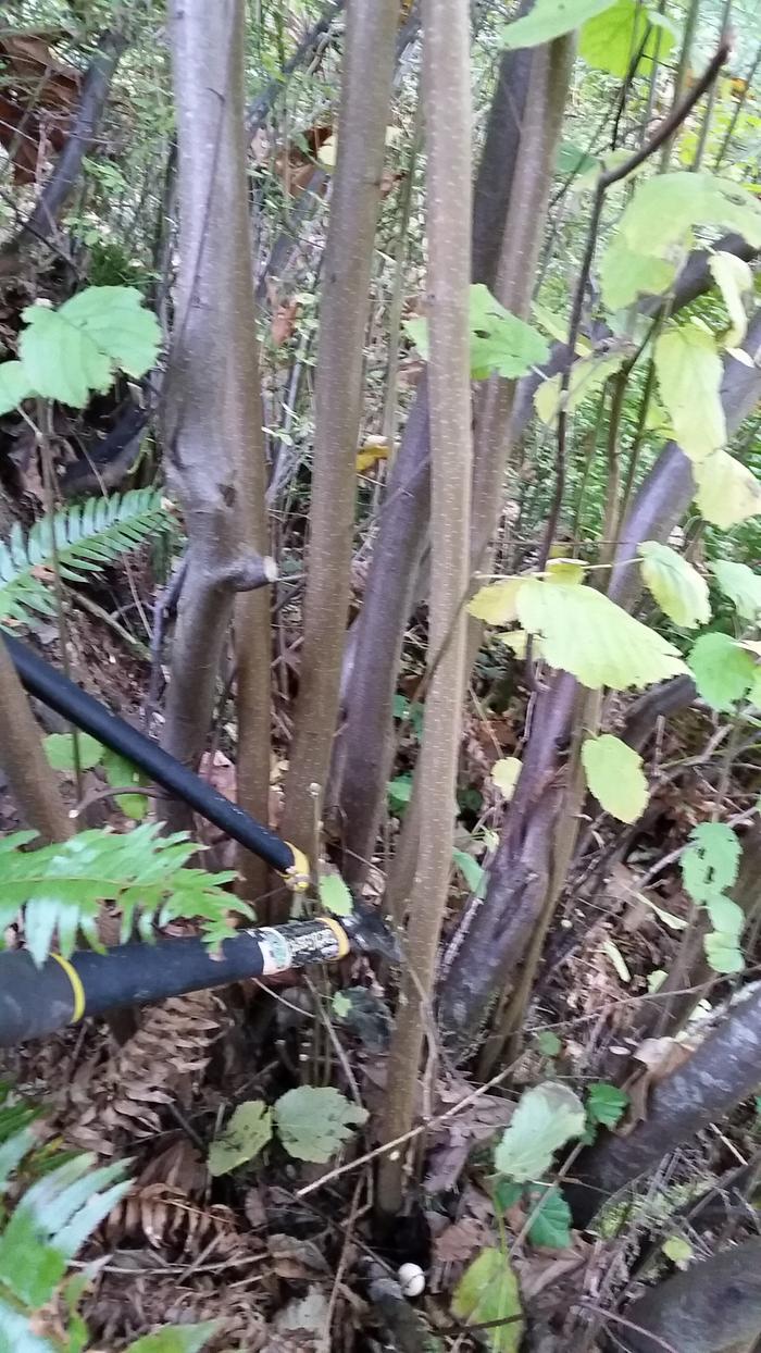 harvesting the hazel from my native, copiced hazelnut tree