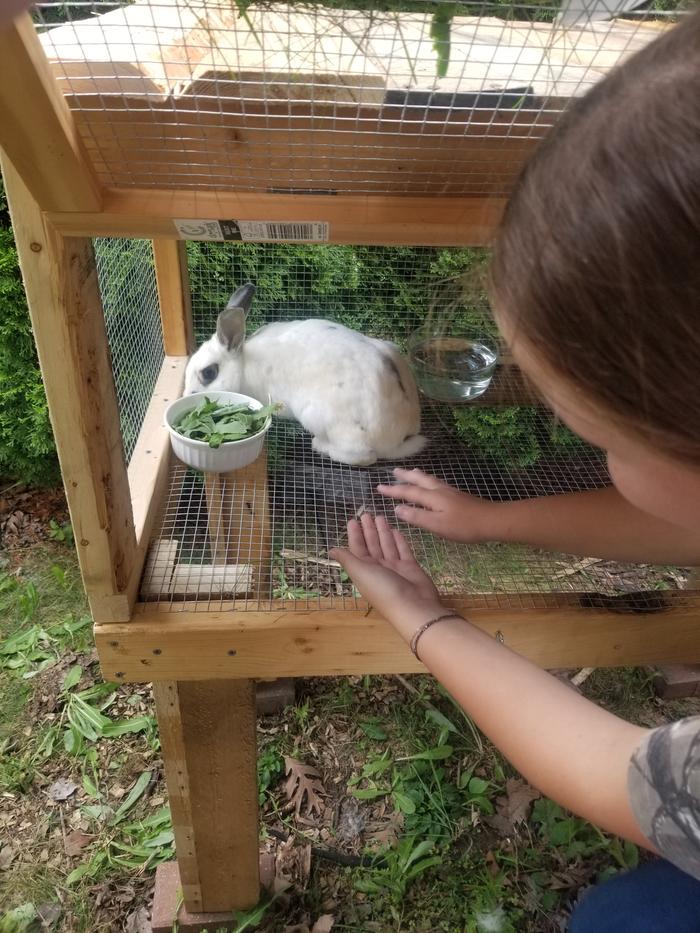 Bun moving into her new homein the back yard