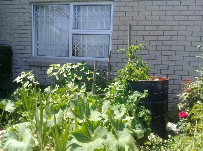 kabucha outside my bedroom window in a guild with tomato, sunflower and gladioli. The system is set up so that one bucket of water a day in the wormfarm keeps it all hydrated and fertilized