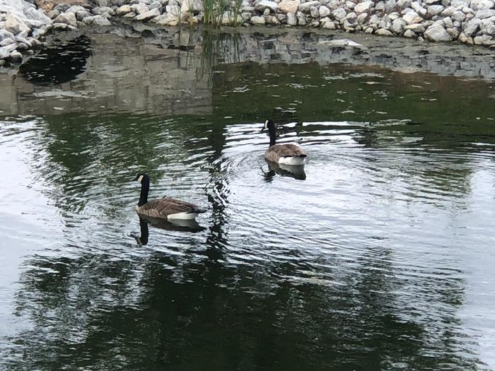 Canada geese